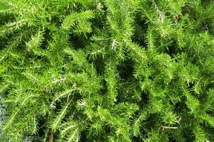 a close up of a bush with green leaves photo