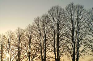 a line of trees photo