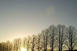 a line of trees photo