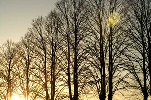 a line of trees photo