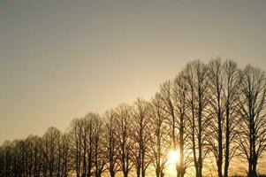 a line of trees photo