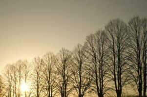 a line of trees photo