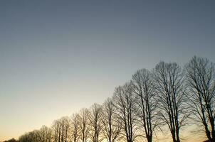 a line of trees photo