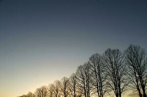 a line of trees photo