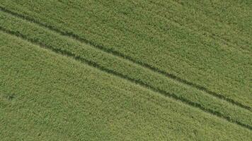 een antenne visie van een veld- met groen gras video
