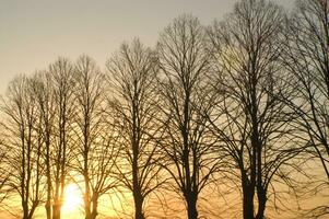 a line of trees photo