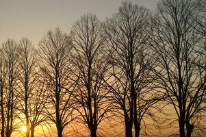 a line of trees photo