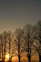 a line of trees photo