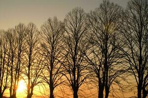 un línea de arboles foto