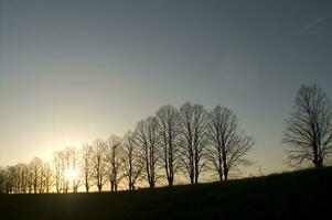 a line of trees photo