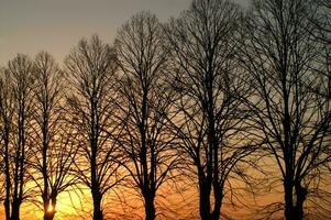 a line of trees photo