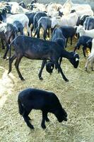 a herd of sheep standing in a field photo