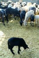 a black dog is standing in a field of hay photo