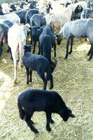 a herd of sheep standing in a field photo