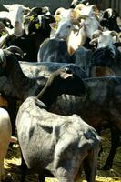 a herd of sheep standing in a field photo