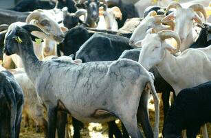 a herd of sheep standing in a field photo