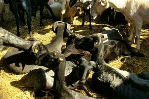 un manada de oveja en pie en un campo foto