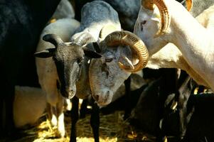 un manada de oveja en pie en un campo foto