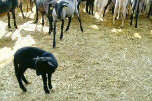 a herd of sheep standing in a field photo