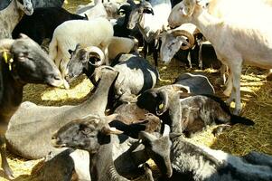 a herd of sheep standing in a field photo