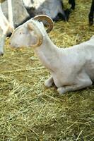 un manada de oveja en pie en un campo foto