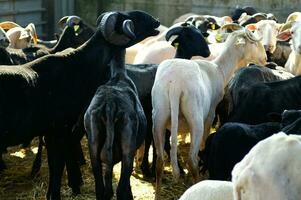 a herd of sheep standing in a field photo