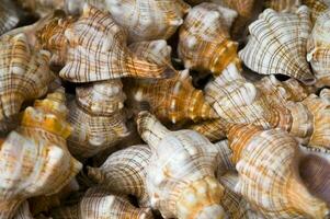 a close up of a bunch of shells photo