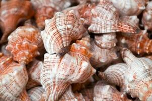 a close up of a bunch of shells photo