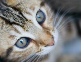 a close up of a cat looking at the camera photo
