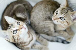 a close up of a cat looking at the camera photo