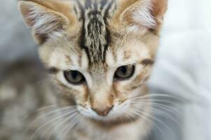 a close up of a cat looking at the camera photo