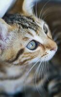 a close up of a cat looking at the camera photo