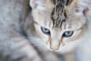 a close up of a cat looking at the camera photo