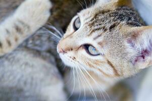 un cerca arriba de un gato mirando a el cámara foto