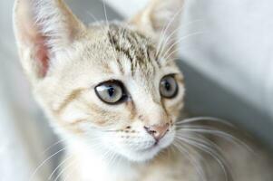 a close up of a cat looking at the camera photo