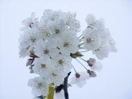 a tree with white flowers against a blue sky photo