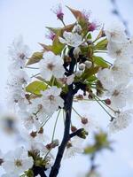 a tree with white flowers against a blue sky photo