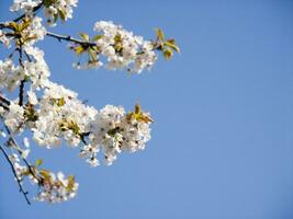 un árbol con blanco flores en contra un azul cielo foto