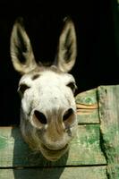 un Burro pega su cabeza fuera de un de madera puerta foto