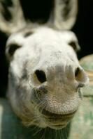 a donkey sticking his head out of a wooden door photo