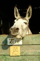 un Burro pega su cabeza fuera de un de madera puerta foto