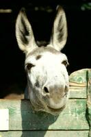 un Burro pega su cabeza fuera de un de madera puerta foto