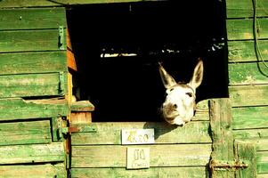 a donkey sticking his head out of a wooden door photo