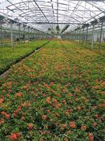 a large field of red flowers in a greenhouse photo