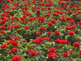 a large field of red flowers in a greenhouse photo