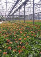 a large field of red flowers in a greenhouse photo