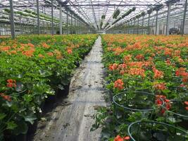 un grande campo de rojo flores en un invernadero foto