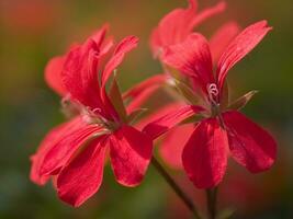 a large field of red flowers in a greenhouse photo