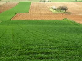 countryside view in spring photo