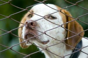 a dog is looking through a chain link fence photo